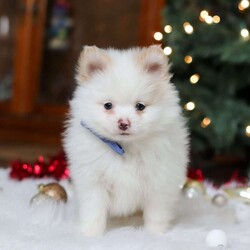 Ramsey/Pomeranian									Puppy/Male	/13 Weeks,Meet Ramsey, an absolutely adorable ACA Pomeranian puppy with a personality as bright and cheerful as his fluffy coat! He is full of playful energy and curiosity, always ready for little adventures and snuggles alike. He has a sweet, loving nature that melts hearts, making him a perfect companion for families or anyone looking for a loyal, happy little friend. With his tiny paws, bright eyes, and soft, plush fur, he’s guaranteed to bring joy and smiles wherever he goes.
