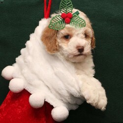 Tracy/Cockapoo									Puppy/Female	/November 3rd, 2025,Needing a gift for Christmas or New Years? Here is a cute pup that would make a wonderful gift for you! 