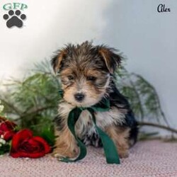Alex/Morkie / Yorktese									Puppy/Male	/9 Weeks,These adorable Morkie puppies are eagerly looking for loving homes where they’ll be welcomed as cherished family companions. Raised on our farmette ,they receive plenty of daily love, attention, and interaction, helping them grow into confident, well-socialized little pups. Morkies are known for their playful personalities and affectionate nature, making them wonderful pets for families, singles, or anyone looking for a loyal lap companion.