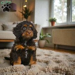 milo/Cockapoo									Puppy/Male	/11 Weeks,Are you looking for an awesome puppy ? This one would love to be your buddy!! Bred ti bring joy and love to your life .This youngster is waiting on you .