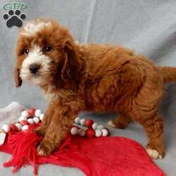 Rusty/Mini Goldendoodle									Puppy/Male	/10 Weeks,Prepare to fall in love!! I have the sweetest little mini goldendoodle face you have ever seen… My name is Rusty and I would love to come home with you! I am sure with one look into my warm, sweet eyes and I’ll be sure I will have captured your heart already! I am very happy, playful and very kid friendly! I stand out above the rest with my beautiful red coat with white markings!! Full of personality and always ready to give amazing puppy kisses, I would love to fill your home with all of my puppy love! I have been vet checked and I am up to date on vaccinations and dewormings and I will also come with a 1-year guarantee with the option of extending it to a 3-year guarantee. Shipping is available anywhere in the USA! My mother is Willow, our sweet 28# mini goldendoodle, and my father is Atlas, our handsome 16# AKC red miniature poodle and Atlas is also genetically tested clear! That makes me an F1b mini goldendoodle and I will grow to approx. 18-24# and I will be hypoallergenic and nonshedding!! Why wait when you know I am meant to be yours? Call or text Martha  to make me the newest addition to your family and get ready to spend a lifetime of tail wagging fun! (7% sales tax on in home pickups) 