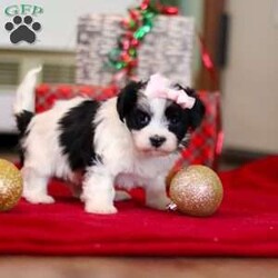 Rosie/Havanese									Puppy/Female	/5 Weeks,Hi, I’m Rosie—an absolutely adorable AKC registered Havanese puppy with a soft, fluffy coat and the happiest little personality! I love prancing around with my tail wagging, chasing after toys, and making everyone smile with my playful charm. When I’m all tuckered out, my favorite place to be is snuggled up close where it’s warm and cozy. With my gentle heart and silly spirit, I’m ready to be the perfect companion and fill my forever family’s days with love and joy.