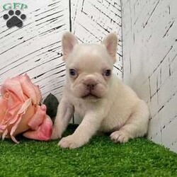 Dolly/French Bulldog									Puppy/Female	/7 Weeks,Dolly — A Sweet & Shiny Cream Frenchie Baby With a Heart-Melting Look! Meet Dolly, an adorable purebred AKC French Bulldog puppy with a soft cream coat, bright expression, and that irresistible Frenchie charm everyone falls in love with. She has a gentle, calm presence and a sweet little face that grabs your heart the moment you look at her. Dolly has been well socialized, given plenty of hands-on attention, and is off to an excellent start. She’s the perfect mix of cuddly, curious, and easygoing — ideal for families, first-time Frenchie owners, or anyone wanting a beautiful, well-bred companion. Dolly’s Information: • Breed: Purebred French Bulldog • Color: Cream • Birthdate: October 31, 2025 • Registration: AKC Registered • Health: Up to date on all shots & dewormings • Extras: Microchipped   Written Health Guarantee • Raised: Family socialized with great early care Dolly is ready to bring joy, cuddles, and a whole lot of personality into her new home. Her good looks, friendly temperament, and quality pedigree make her a truly special little pup. Delivery available right to your doorstep! Contact us today to reserve your new family member! 