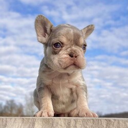 Bliss/French Bulldog									Puppy/Female	/6 Weeks,Meet Bliss, a truly exceptional purebred AKC French Bulldog with breathtaking lilac tan merle coloring and striking blue eyes that instantly capture attention. She boasts a compact, chunky build with excellent structure—small, sturdy, and full of presence. Bliss is the definition of quality in a Frenchie puppy. Her rich merle patterning, soft pastel tones, and confident stance make her a standout choice for anyone seeking both beauty and substance in one unforgettable pup. Bliss at a Glance: • Breed: Purebred French Bulldog • Color: Lilac Tan Merle • Eyes: Blue • Build: Compact, chunky, and well-balanced • Birthdate: November 8, 2025 • Registration: AKC Registered • Health Care: Up to date on shots & dewormings • Included: Microchipped   Health Guarantee • Temperament: Well socialized and family oriented Bliss is more than just stunning—she’s confident, affectionate, and ready to become a cherished member of her new family. Whether you’re looking for a show-stopping companion or a high-end Frenchie with exceptional appeal, she delivers on every level. Delivery available right to your door Contact us today to welcome Bliss into your family