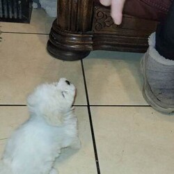 Bichon frise pups for sale /Bichon Frise/Female/Sex: Female,For sale beautiful bichon frise pups. Full pedigree mother and father can be seen. Male and female available. Will be vet checked wormed microchipped and vaccinated. Hyro allergenic. Great with children.  Will be ready to go on the 27th of December.