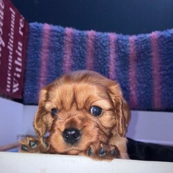 RUBY BOY LEFT -Beautiful KC cavalier King Charles/Cavalier King Charles Spaniel/Female/Sex: Mixed Litter,Our family dog Bella gave birth to a litter of 3 beautiful pups on 2nd November - x2 boys (1 Ruby & 1 Black and Tan) and x1 Ruby girl. 