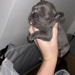 Frenchbulldogs/French Bulldog/Female/Sex: Mixed Litter,Frenchbulldog puppies for sale, exotic colours, rare bloodlines, fled & wormed KC REGISTERED and ready to go! Mum and dad available to view on request. Prices start from 1000