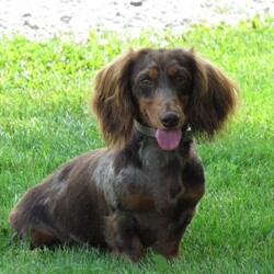 Alice/Dachshund									Puppy/Female	/7 Weeks,Meet Alice! A gorgeous Miniature Dachshund puppy. Alice has a sweet personality & the softest coat! She loves to play and get all the attention you can give her. She was born and raised with the Mast family. 