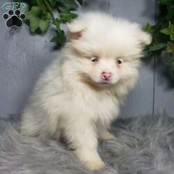 Ava/Pomeranian									Puppy/Female	/10 Weeks,Meet Ava! This sweet little puppy is being family raised and is very playful and lovable! Ava has been vet checked and is up-to-date on shots and deworming. For more information or to schedule a visit please contact us today. 