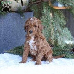 Ace/Mini Goldendoodle									Puppy/Male	/7 Weeks,To contact the breeder about this puppy, click on the “View Breeder Info” tab above.