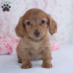 Alice/Dachshund									Puppy/Female	/7 Weeks,Meet Alice! A gorgeous Miniature Dachshund puppy. Alice has a sweet personality & the softest coat! She loves to play and get all the attention you can give her. She was born and raised with the Mast family. 