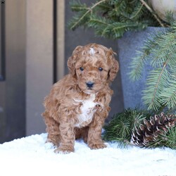 Ace/Mini Goldendoodle									Puppy/Male	/7 Weeks,To contact the breeder about this puppy, click on the “View Breeder Info” tab above.