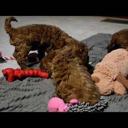 Timmy/Miniature Poodle									Puppy/Male	/11 Weeks,To contact the breeder about this puppy, click on the “View Breeder Info” tab above.