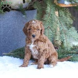 Ace/Mini Goldendoodle									Puppy/Male	/7 Weeks,To contact the breeder about this puppy, click on the “View Breeder Info” tab above.