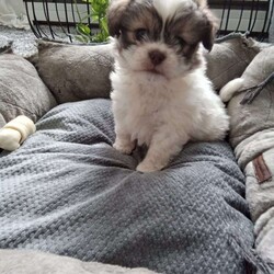 Button/Shih-Poo									Puppy/Female	/6 Weeks,Hey there!  Meet Button,  AKA cute as a button! She is a lively little pup, the only one in the litter, so she comes up with lots of cute little games, all by herself! Loves attention and also playing all by herself. She will be a great addition to any loving home!