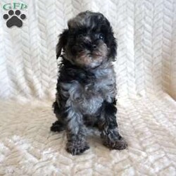 Lilly/Toy Poodle									Puppy/Female	/10 Weeks,Our adorable AKC-registered Blue Merle Toy Poodle, Lilly has been lovingly raised and is well socialized, making her gentle, loving, and ready to become a cherished family member. She is expected to mature around 6–8 lbs. She is microchipped, up to date on vaccinations and wormer, and comes with a 30-day health guarantee plus a 2-year genetic health guarantee for added peace of mind.