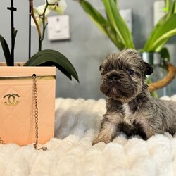 **Unique Fluffy French bulldogs**/French Bulldog/Female/Sex: Mixed Litter,Hi there we are delighted that our girl has given birth naturally to a litter of adorable  visual fluffy 