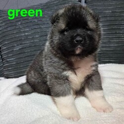 American akita puppies/Akita/Female/Sex: Mixed Litter,We have 7 stunning chunky akita puppies ready to be reserved. They are 5 weeks old, 4 girls (pink, red, orange, yellow) & 3 boys (blue/reserved, green, silver) 