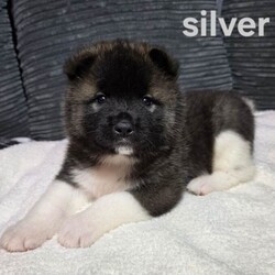 American akita puppies/Akita/Female/Sex: Mixed Litter,We have 7 stunning chunky akita puppies ready to be reserved. They are 5 weeks old, 4 girls (pink, red, orange, yellow) & 3 boys (blue/reserved, green, silver) 