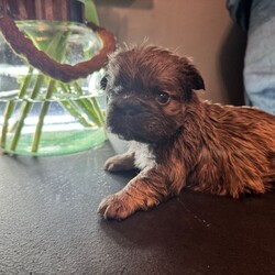 **Unique Fluffy French bulldogs**/French Bulldog/Female/Sex: Mixed Litter,Hi there we are delighted that our girl has given birth naturally to a litter of adorable  visual fluffy 