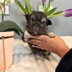 **Unique Fluffy French bulldogs**/French Bulldog/Female/Sex: Mixed Litter,Hi there we are delighted that our girl has given birth naturally to a litter of adorable  visual fluffy 