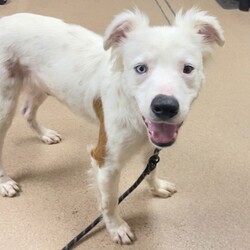 Adopt a dog:Alvin/Australian Shepherd/Male/2 y,Look at cutie mister Alvin. He’s like if a polar bear was a sweet, curious dog. Alvin is a 2-year-old Australian Shepherd mix, recently brought in to us from Fresno Humane Animal Services. Being a transplant to the city, Alvin’s very interested in all of the sights and sounds. He loves to sniff around to learn about all the dogs who came before. Alvin may be curious about this new environment, but he still wants to go at his own pace and would benefit from adopters who can be patient with him as he explores. In time, he’ll blossom into a cuddly companion, he just wants to sniff things out first! Come meet Alvin today and see just how sweet a fella can be!