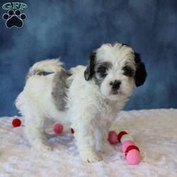 Peony/Shih-Poo									Puppy/Female	/6 Weeks,Peony is a sweet Shih poo puppy who loves to be cuddled and held. She has a gentle, loving personality and enjoys being close to people. Peony is currently on a deworming program and will be up to date on all age-appropriate vaccinations.