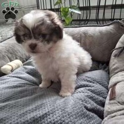 Button/Shih-Poo									Puppy/Female	/6 Weeks,Hey there!  Meet Button,  AKA cute as a button! She is a lively little pup, the only one in the litter, so she comes up with lots of cute little games, all by herself! Loves attention and also playing all by herself. She will be a great addition to any loving home!