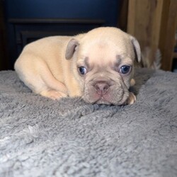 French bulldog puppies for sale LE5 2LT/French Bulldog/Female/Sex: Mixed Litter,We have 5 boys and 1 girl available, all looking for their forever homes. 