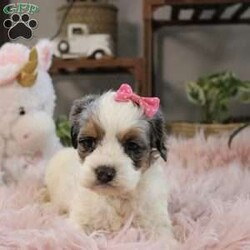 Whisper/Cockapoo									Puppy/Female	/7 Weeks,Meet Whisper, a precious Cockapoo girl with the sweetest, most gentle nature—true to her soft and beautiful name. Whisper has a calm, tender spirit and a quiet confidence that draws people in. She loves being close to her people, offering gentle kisses and cozy cuddles, and is happiest when she’s resting peacefully in your arms or following you softly from room to room. Her loving temperament comes from wonderful parents: her mom Trinity, a very friendly and beautiful Cocker Spaniel, and her dad Ryder, a fun, loving mini Poodle who enjoys running and playing. Whisper is up-to-date on all vaccinations and dewormers, has had a full vet check, and will come with a one-year genetic health guarantee. To help her feel right at home, she also goes home with a starter kit including food, a toy, blanket, collar, leash, and more. We also offer nationwide delivery, making it easy for Whisper to be safely delivered right to your door. She’s a gentle little soul ready to quietly steal your heart and become a cherished companion.