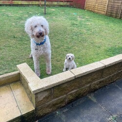 F3 Golden Doodle puppies for sale /Goldendoodle/Female/Sex: Mixed Litter,4 Goldendoodle puppies available for sale 2 girls and 2 boys and will be available to their news homes by 29/01/2026. Mum (F1b Goldendoodle3/4 poodle) and dad (F1b Goldendoodle 3/4poodle)available to meet as both and family pets. All puppies will be wormed, had their first vaccines, microchipped and flea treated by the time they leave. All puppies will be send away with a puppy pack and blanket from their bed. Puppies will have been exposed to many day to day experiences as have been brought up in family home and exposure to 2 house cats as well. Have also began toilet training in the garden and all seem to be picking up well. Please contact if interested 