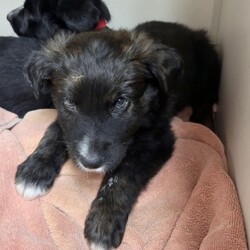 Adopt a dog:Archer/Shepherd/Male/2 m,This curious pup is ready to explore what the world has to offer. They might chew or eat weird things as they learn what to do instead, so they’ll be counting on you to teach them through patience and puppy love. They’re looking for adopters who will commit to continuing their puppy education and socialization. They can’t wait to meet you! Get 50% off your puppy adoption fee for successfully completing our Puppy Parent Orientation + quiz!