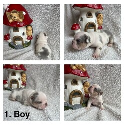 Husky fluffy frenchies /French Bulldog/Female/Sex: Mixed Litter,Outstanding litter of 6 beautiful visual fluffy and fluffy carriers. All healthy, playful, content and adorable! 