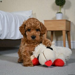 BELLA/Miniature Poodle									Puppy/Female	/10 Weeks,Are you looking for an awesome puppy ? This one would love to be your buddy !! Bred to bring joy and love to your life .This youngster is waiting for you . She is AKC reg and parents are genetic health test