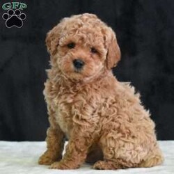 Montana/Havapoo									Puppy/Male	/9 Weeks,To contact the breeder about this puppy, click on the “View Breeder Info” tab above.