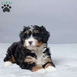 Sandra/Mini Bernedoodle									Puppy/Female	/9 Weeks,Meet Sandra, a sweet Mini Bernedoodle with a gentle heart and a happy spirit. She loves people and enjoys being close to her family. Sandra is family raised and gets plenty of care and attention every day. She is vet checked, microchipped, and up to date on vaccines and dewormer, so you can feel confident bringing her home. Sandra is ready to be a loyal companion and bring joy, love, and warmth to her forever home.