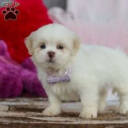 Maggie/Lhasa Apso									Puppy/Female	/9 Weeks,Meet Maggie! The most adorable and dynamic ACA registered Lhasa Apso puppy. With a long, silky coat, expressive dark eyes, and that signature confident strut, this breed is as elegant as it is affectionate. Lhasas are known for their loyal nature and gentle spirit, forming strong bonds with their people and loving cozy cuddle time just as much as playful moments. Intelligent, alert, and full of character, this little one makes a wonderful companion for families or individuals looking for a devoted, loving best friend wrapped in fluff.
