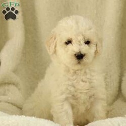Shiloh ~ F1BB/Labradoodle									Puppy/Male	/December 12th, 2025,Our family has quickly fallen in love with our litter of cuddly puppies. They are very lovable and well-socialized. The children play with them often, and the puppies have been exposed to the constant noise of family life (laughing, talking, yelling, and a baby crying). They have experienced the sounds of a washing machine, dryer, and vacuum cleaner. The puppies have also enjoyed playing in the snow for short times.