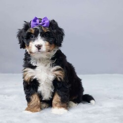 Sandra/Mini Bernedoodle									Puppy/Female	/9 Weeks,Meet Sandra, a sweet Mini Bernedoodle with a gentle heart and a happy spirit. She loves people and enjoys being close to her family. Sandra is family raised and gets plenty of care and attention every day. She is vet checked, microchipped, and up to date on vaccines and dewormer, so you can feel confident bringing her home. Sandra is ready to be a loyal companion and bring joy, love, and warmth to her forever home.