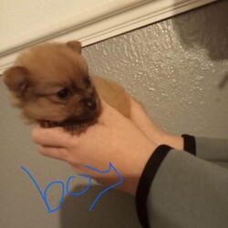Pomeranian /Pomeranian/Female/Sex: Mixed Litter,Hi there i have 5 beautiful pomeranian puppy 4 boys and one girl mum and dad can be seen as i owe them both of them £100 none refundable 