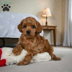 BELLA/Miniature Poodle									Puppy/Female	/10 Weeks,Are you looking for an awesome puppy ? This one would love to be your buddy !! Bred to bring joy and love to your life .This youngster is waiting for you . She is AKC reg and parents are genetic health test