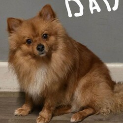 Pomeranian /Pomeranian/Female/Sex: Mixed Litter,Hi there i have 5 beautiful pomeranian puppy 4 boys and one girl mum and dad can be seen as i owe them both of them £100 none refundable 