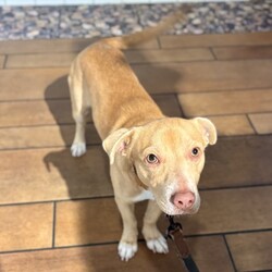 Adopt a dog:Capri/Terrier/Male/1 y,  1 m,Capri is a handsome little fellow ready to find his people. This 1-year-old Terrier mix was recently transferred from Fresno Humane Animal Services. The transition to the city has been big and he’s still getting used to everything but he’s a sweet and affectionate fella regardless, approaching new friends with a wagging tail and leaning in for affection. Capri is looking for a home where people can understand that he wants peace and quiet as he discovers himself and his new place in this world. He’s a fast learner and with the trust of a friend, he’ll be ready to take this world by storm! Come meet Capri today and help him become the best dog he can be.