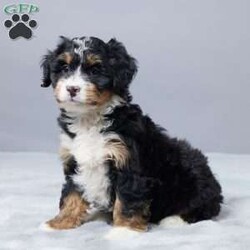 Sandra/Mini Bernedoodle									Puppy/Female	/9 Weeks,Meet Sandra, a sweet Mini Bernedoodle with a gentle heart and a happy spirit. She loves people and enjoys being close to her family. Sandra is family raised and gets plenty of care and attention every day. She is vet checked, microchipped, and up to date on vaccines and dewormer, so you can feel confident bringing her home. Sandra is ready to be a loyal companion and bring joy, love, and warmth to her forever home.