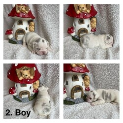 Husky fluffy frenchies /French Bulldog/Female/Sex: Mixed Litter,Outstanding litter of 6 beautiful visual fluffy and fluffy carriers. All healthy, playful, content and adorable! 