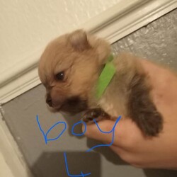 Pomeranian /Pomeranian/Female/Sex: Mixed Litter,Hi there i have 5 beautiful pomeranian puppy 4 boys and one girl mum and dad can be seen as i owe them both of them £100 none refundable 