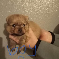 Pomeranian /Pomeranian/Female/Sex: Mixed Litter,Hi there i have 5 beautiful pomeranian puppy 4 boys and one girl mum and dad can be seen as i owe them both of them £100 none refundable 