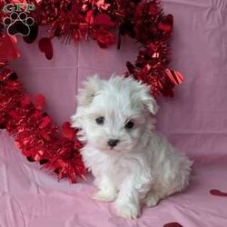 Princess tiny/Maltese									Puppy/Female	/8 Weeks, Princess is a very adorable little Maltese! She is  playful an well socialized just in time for Valentine’s day! She is vet checked, micro- chipped up to date on her shots and dewormer. She will be ready for her new home February 9th! For more information an to reserve this sweetheart call Katie today!
