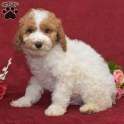 Preston/Miniature Poodle									Puppy/Male	/14 Weeks,Hi! I am an adorable Mini Poodle looking for a forever home. I promise to be your forever loyal friend and give unconditional love and lots of kisses. I was born on a mini farm in the country where it is very quiet and peaceful. My owners are not your everyday pet owners. They have a state-of-the-art kennel and specialize in poodles mini and toy also shitzus and teddy bears. There are also chickens on the farm that produce plenty of eggs for my owners. Bubbles is our family pet ready to greet you when you arrive to meet me. My parents are examined by a veterinarian on a regular basis for optimal health. 