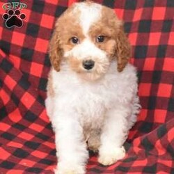 Preston/Miniature Poodle									Puppy/Male	/14 Weeks,Hi! I am an adorable Mini Poodle looking for a forever home. I promise to be your forever loyal friend and give unconditional love and lots of kisses. I was born on a mini farm in the country where it is very quiet and peaceful. My owners are not your everyday pet owners. They have a state-of-the-art kennel and specialize in poodles mini and toy also shitzus and teddy bears. There are also chickens on the farm that produce plenty of eggs for my owners. Bubbles is our family pet ready to greet you when you arrive to meet me. My parents are examined by a veterinarian on a regular basis for optimal health. 